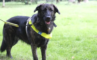 A dark brown dog pants towards the camera. A high vis lead sits across the dogs shoulders.