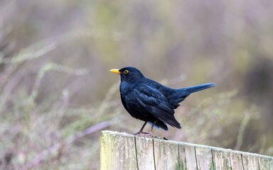 A blackbird stands on a wooden plinth