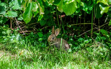 a wild rabbit sat on the grass under some leaves