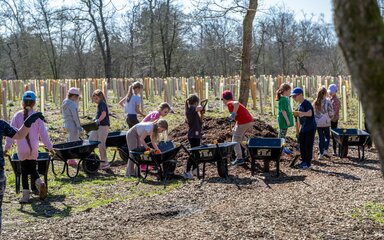 A group of children with wheelbarrows collect mulch