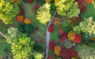 Trees