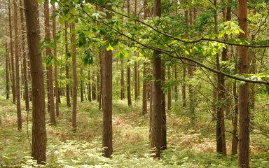 landscape of conifer woodland 