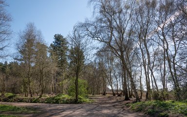 A series of paths heading between trees at the edge of a woodland