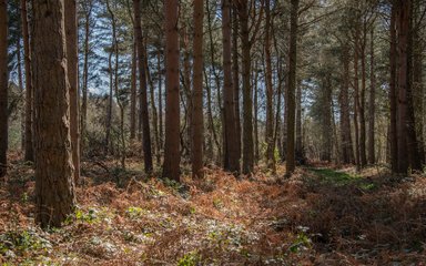 A sparse woodland with blue skies behind. On the forest floor is brown bracken.