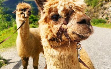 Alpacas looking majestic on sunny day in Whinlatter Forest 