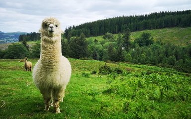 White alpaca on top of a forest hill at Whinlatter