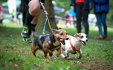 two very small dogs attached to dual harness with runner behind