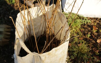 Dormant rowan saplings ready to plant