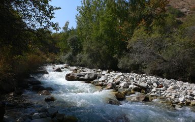 Trees and a river in Kazakhstan
