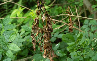 Ash dieback