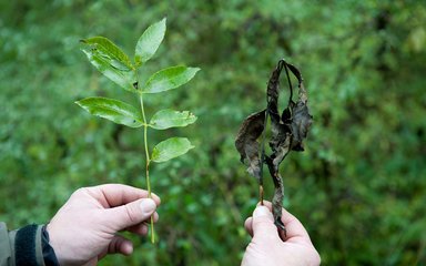 Photo shows someone holding two ash leaves. The one of the left has seven green leaflets that form the overall leaf. The one on the right is a similar form leaf but is brown and wilted, which is a clear indication of ash dieback disease.