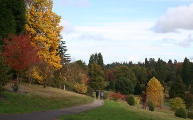 Bedgebury autumn colour 