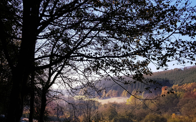 Silhouette of tree with autumnal trees in background