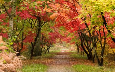Autumn colours in a forest