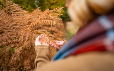 Person touching brown fern leaves.