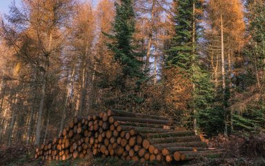 A pyramid shaped stock of logs shown next to a stand of trees in autumn colour