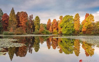 Trees and pond