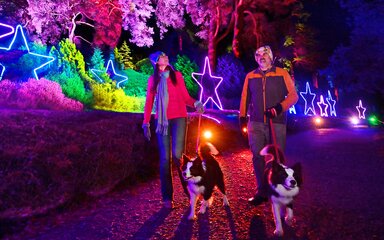 A couple walking their dog at an illuminated trail