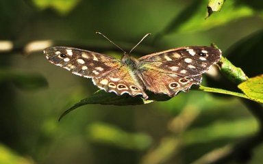 Butterfly with open wings resting on leaf