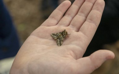 A close-up of a moth sitting on a person's open palm