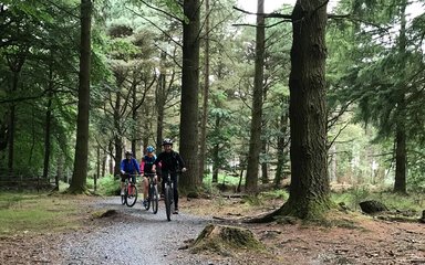 Group cycle through woodland