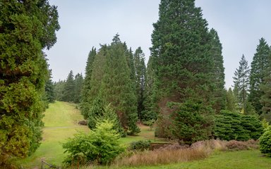 Bedgebury National Pinetum Hill's Avenue autumn