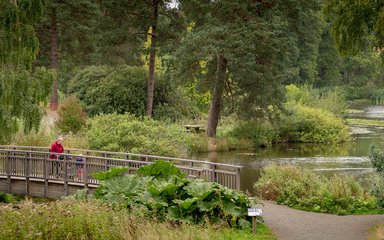 Bedgebury National Pinetum Marshal's Lake early autumn parent child walking