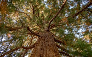 Bedgebury National Pinetum - Redwood canopy