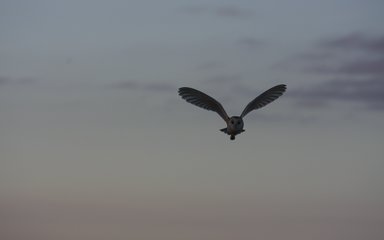 Barn owl