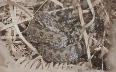 Adder basking in bracken