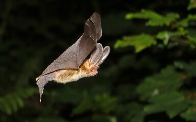 Bat walk