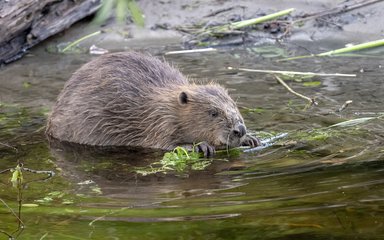 Beaver eating a piece of bracken whilst in the water