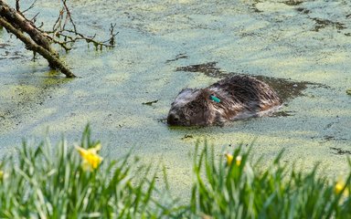 Beavers arrive for Yorkshire trial