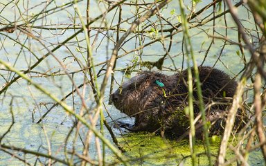 Beaver in pond at Cropton Forest