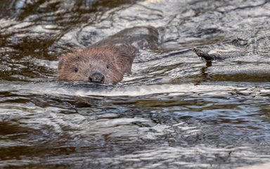 Beaver swimming in a river