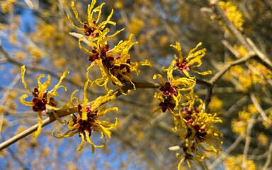 Yellow winter flowering blossom on a bare branch