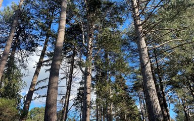 A group of Corsican pine trees, looking upwards into the canopy.