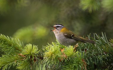 Bedgebury Pinetum bird firecrest 