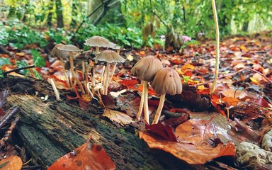 Bedgebury Forest mushrooms and leaves autumn