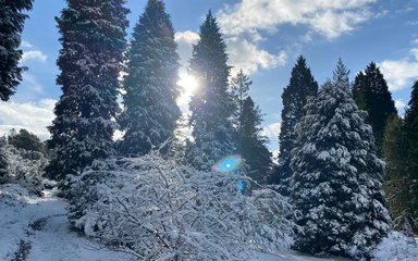 Sun shining in blue sky through tall trees dusted with snow