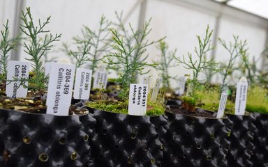 Bedgebury National Pinetum nursery South esk pine seedlings in air pots Callitris oblonga