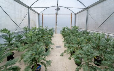 Wollemi Pines growing in air pots at Bedgebury Pinetum