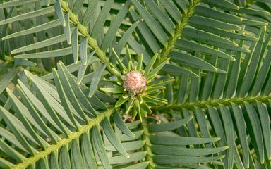 A close up image of the needles on a Wollemi pine