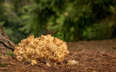 Bedgebury National Pinetum cauliflower fungus Sparassis crispa fungi autumn