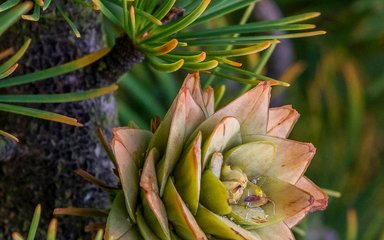 Bedgebury Pinetum conifer larch cone and needles in autumn 