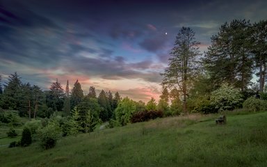 Bedgebury National Pinetum Dallimore Valley sunset summer