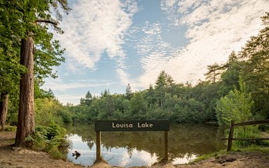 Bedgebury National Pinetum Louisa Lake view in summer