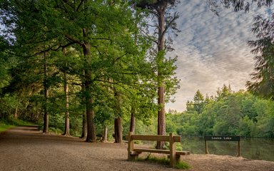 Bedgebury National Pinetum and Forest Louisa Lake view in summer bench