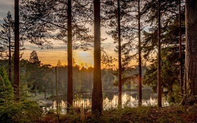 Bedgebury National Pinetum Marshal's Lake april sunset 