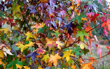 Sweet gum leaves on the turn - autumn at Bedgebury National Pinetum (Liquidambar styraciflua)